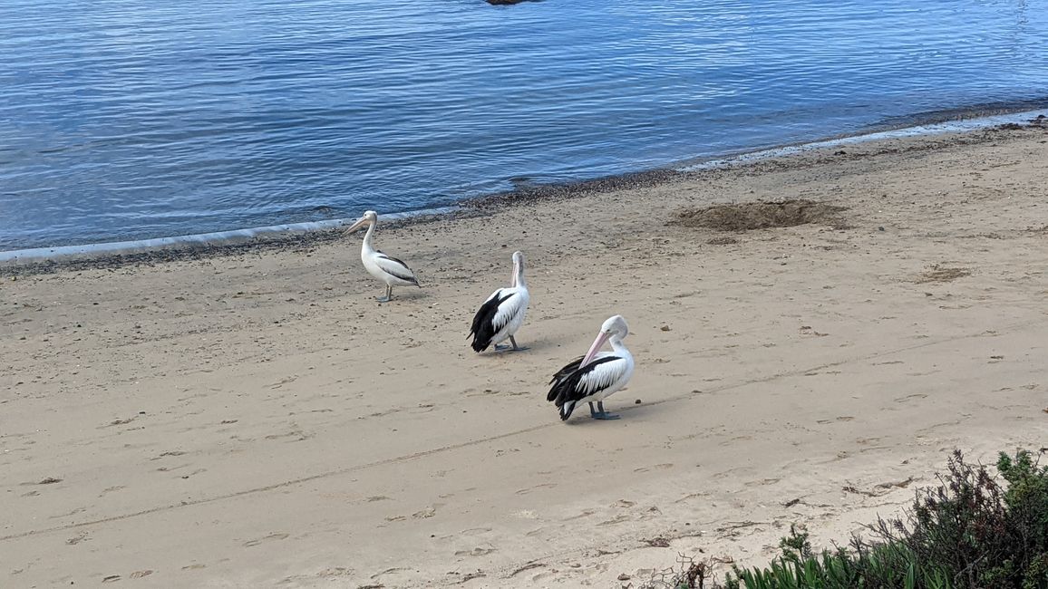 Rivière Cenn / Ulladulla