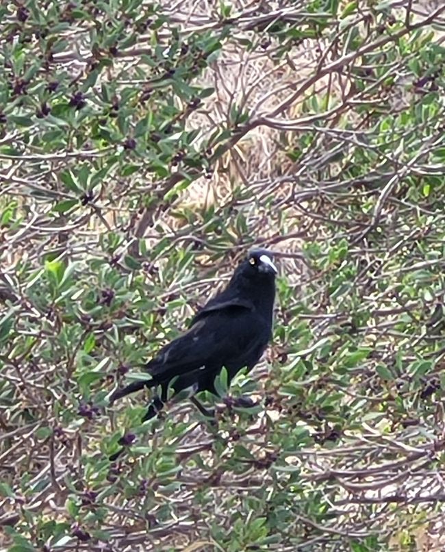 Tag 92: Penneshaw/Kangaroo Island/Australia