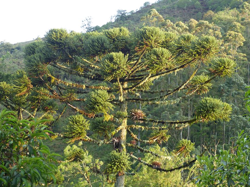 Brasilien, Atlantischer Regenwald