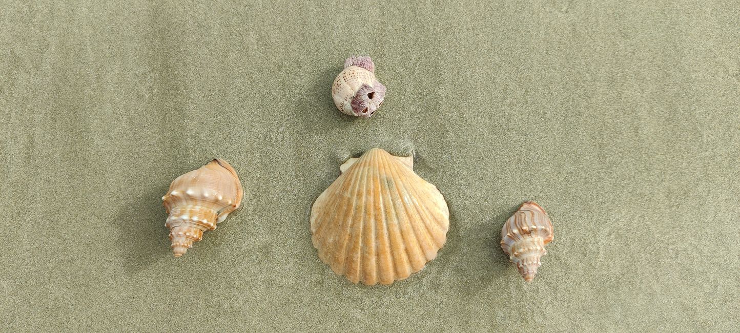 An jedem Strand gibt es sehr viele schöne Muscheln