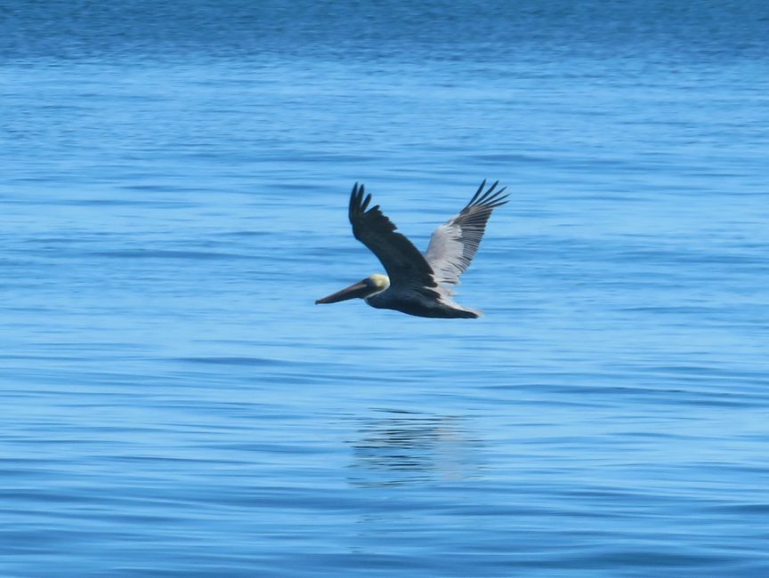 Beach Bird
