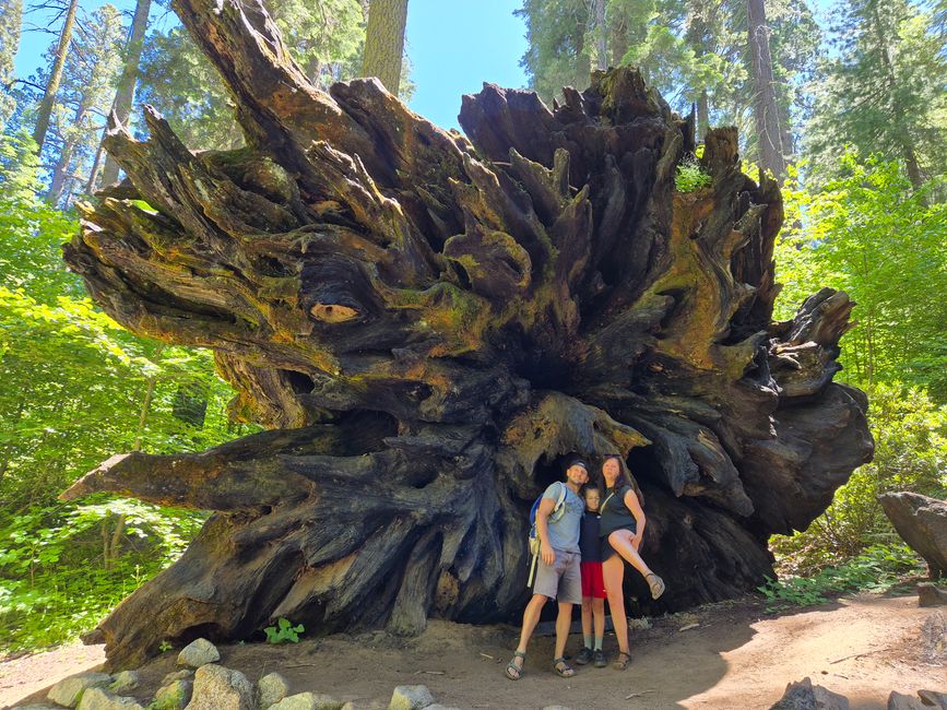 Parc national de Séquoia - Forêt géante