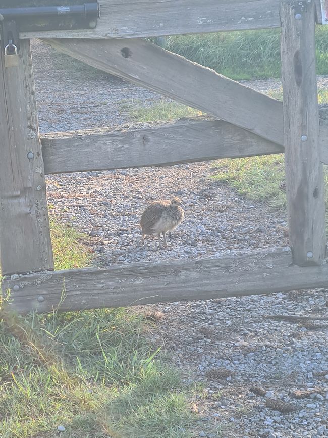 Baby-Pfau 🦚🥰