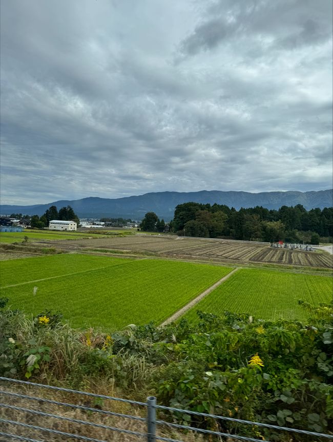 lush green fields