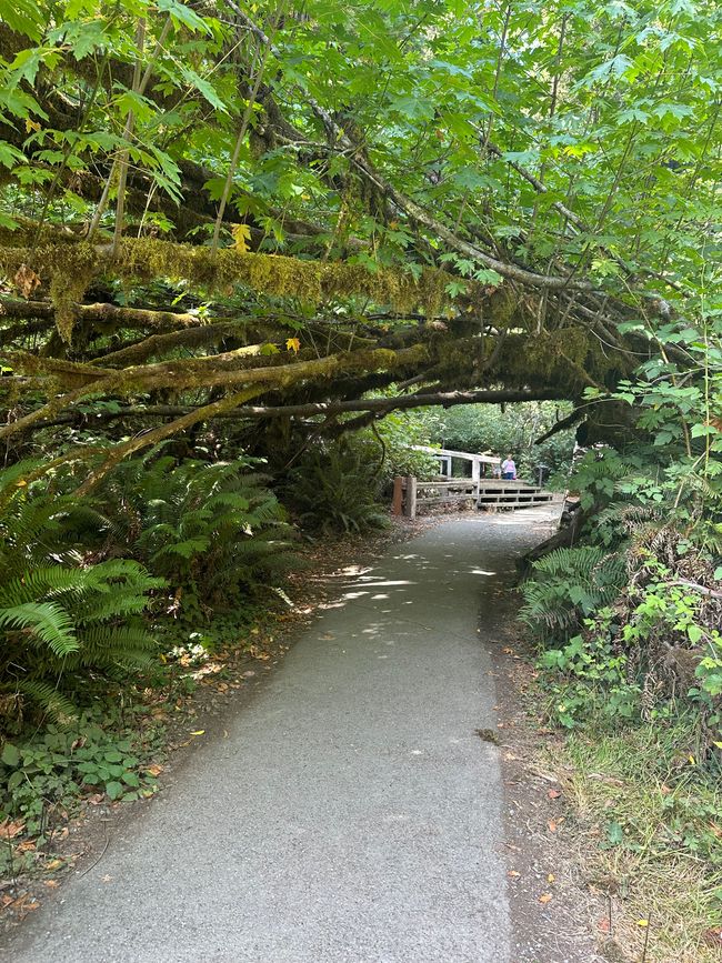 North Californian redwoods