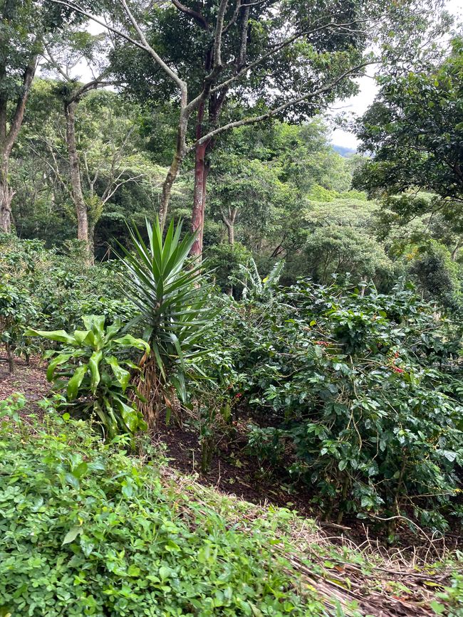 so sieht eine Kaffeeplantage aus