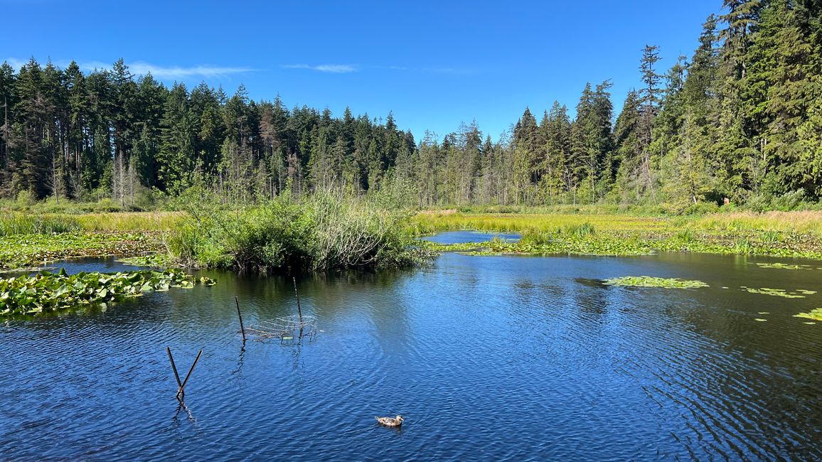 Beaver Lake in Stanley Park
