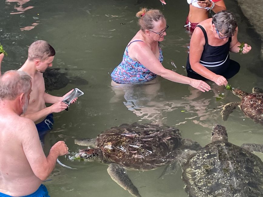 Swimming with and feeding turtles