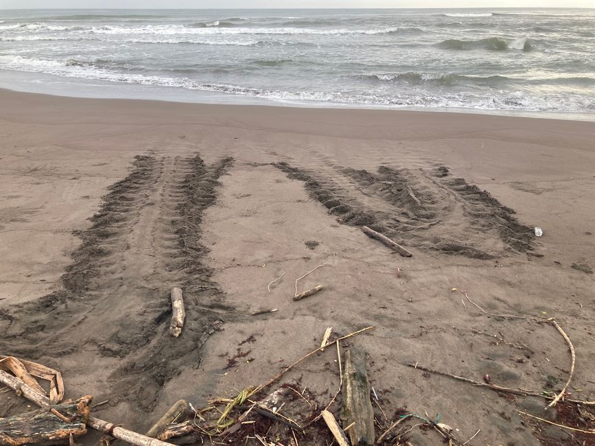 Tortuguero