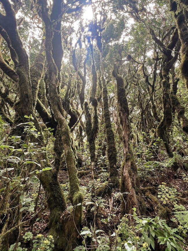 Parque Nacional de Garajonay III