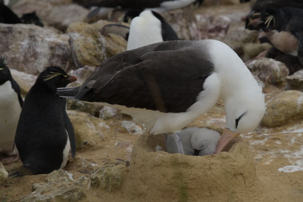Schwarzbrauen-Albatrosse / Black-browed albatrosses