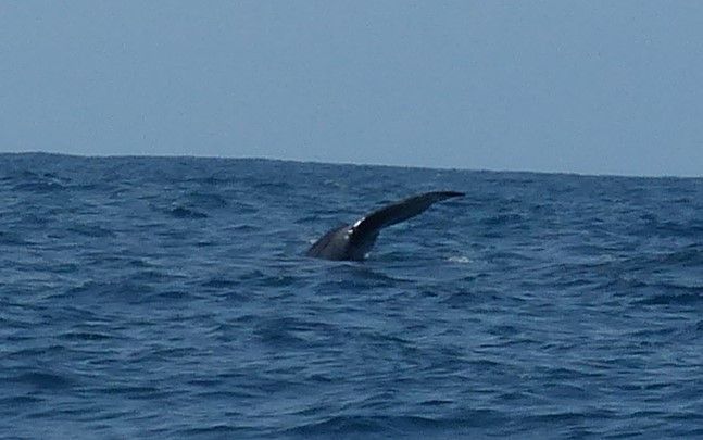 Brazil, Whale Watching