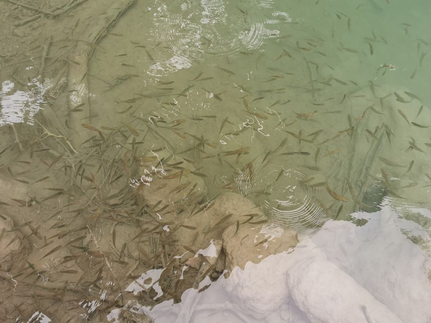 ... et une profusion de poissons dans les eaux ...