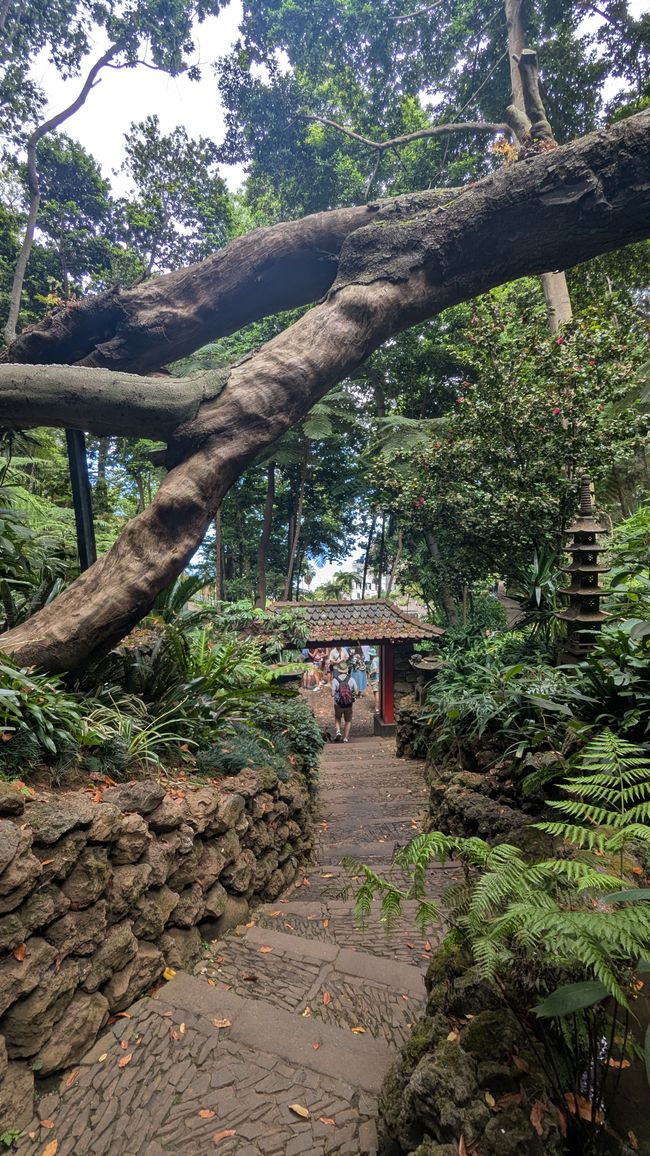 Tag 9: Funchal - mit einer rasanten Schlittenfahrt