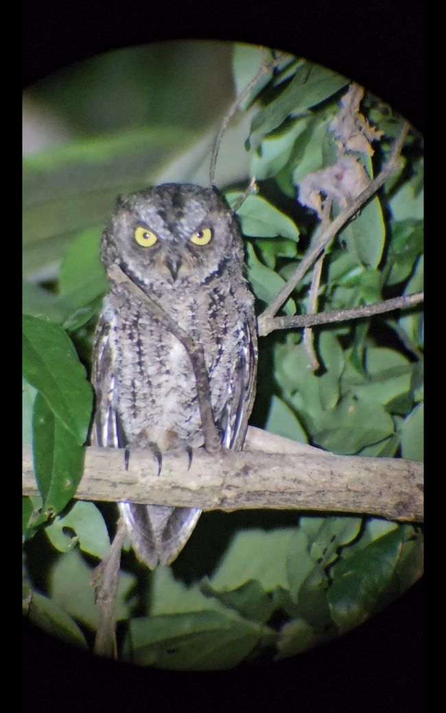 Tangkoko Nationalpark