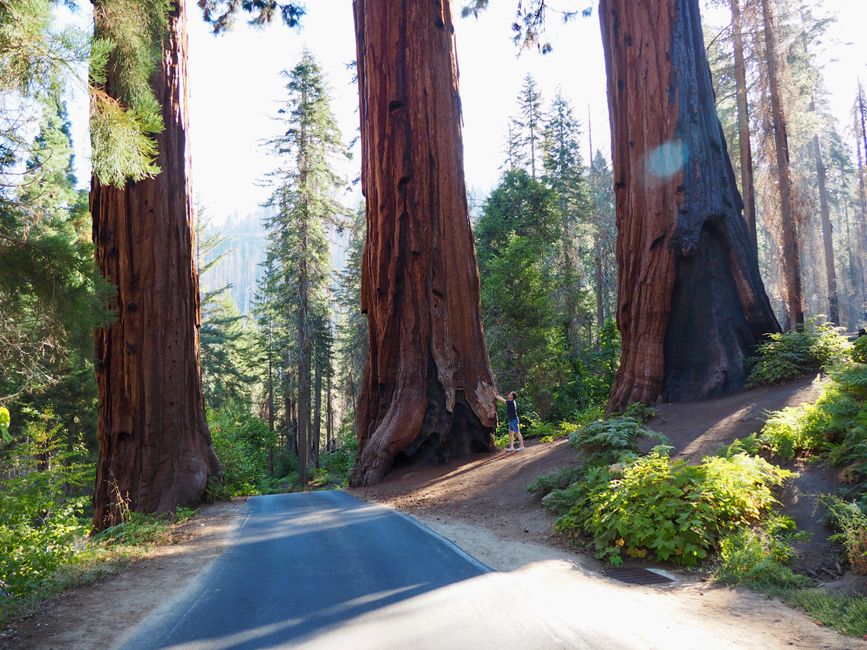 Día 6 - 5.9.2024
Parque Nacional Sequoia y Cañón de los Reyes