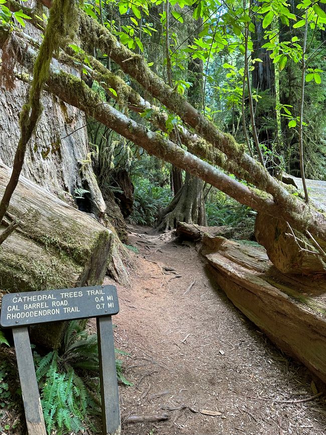 North Californian redwoods