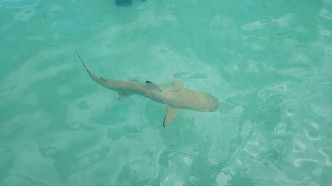 Esnórquel con raya y tiburones en el agua turquesa frente a Bora Bora.