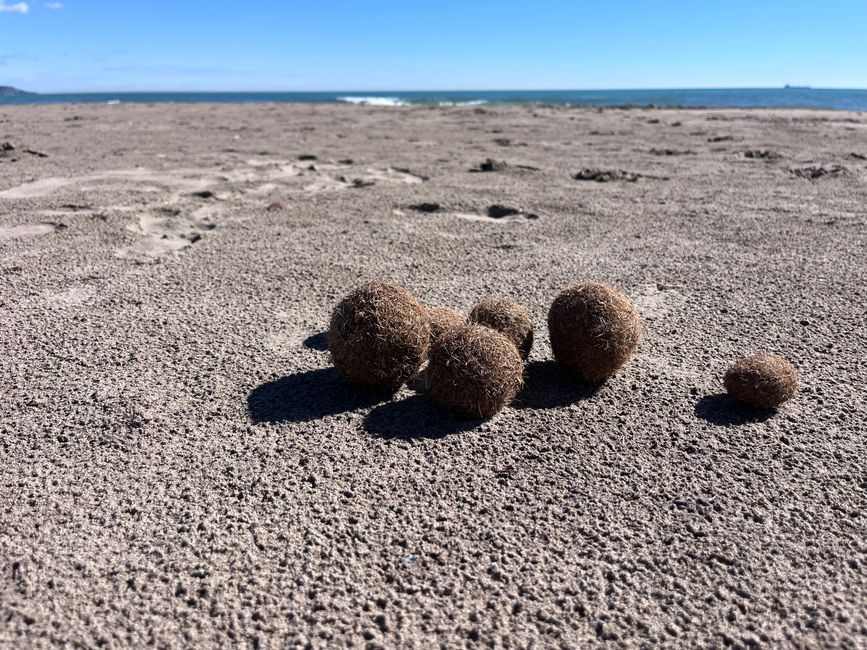 Spielereien der Natur - Fasern vom Seegras, die von den Wellen zu perfekten Bällen geformt werden