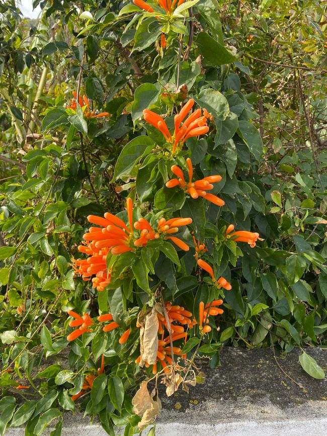 Die allgegenwärtige Feuerranke