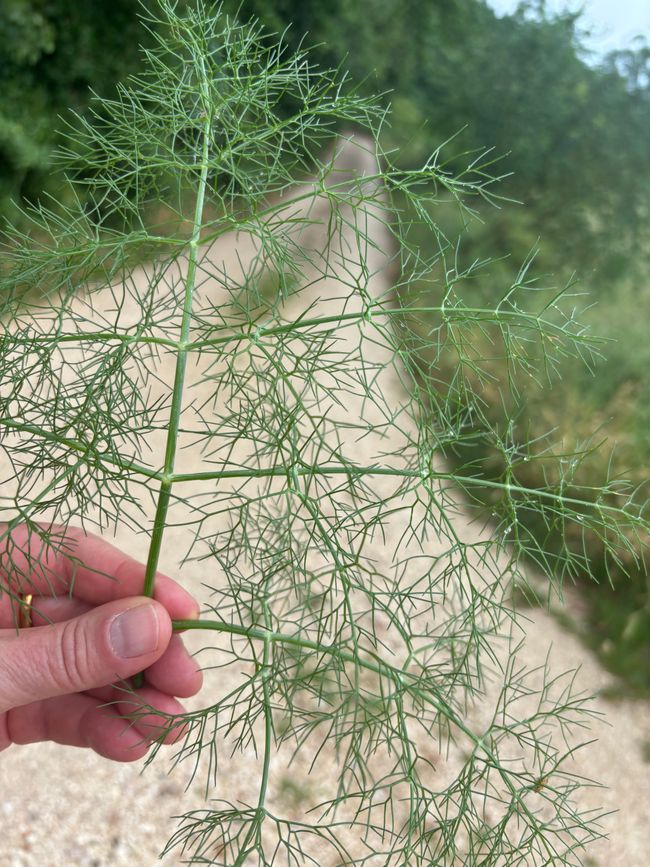 Wegzehrung: wilder Fenchel