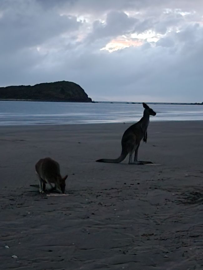 Tag 21, 15. Mai, Cape Hillsborough Nationalpark
