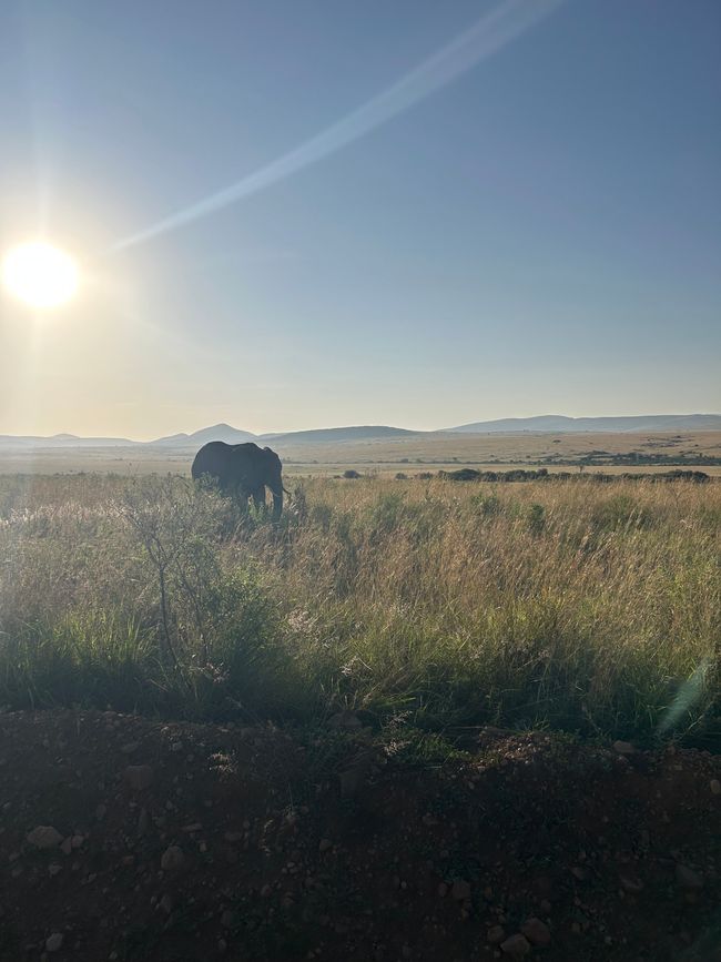 Masai Mara - La grande avvistamento di animali