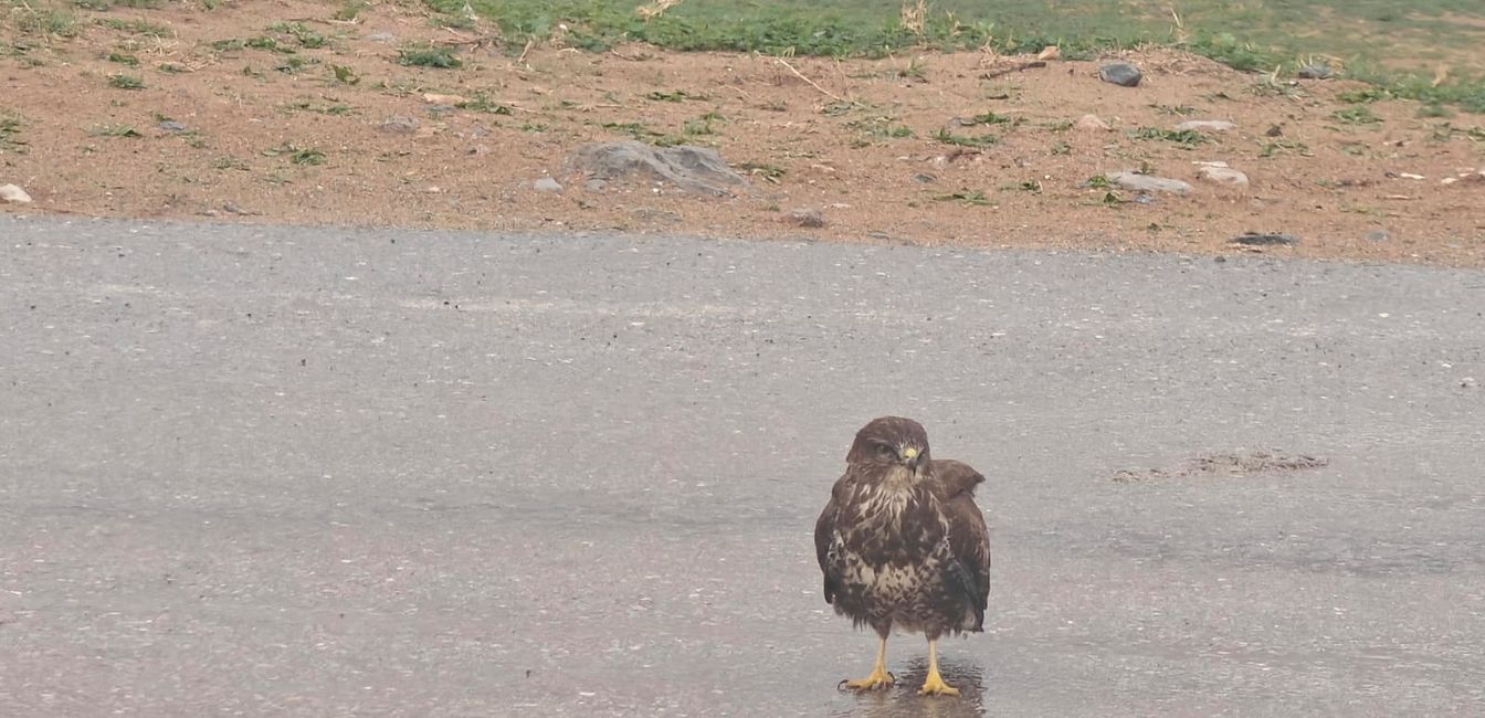 Aquila