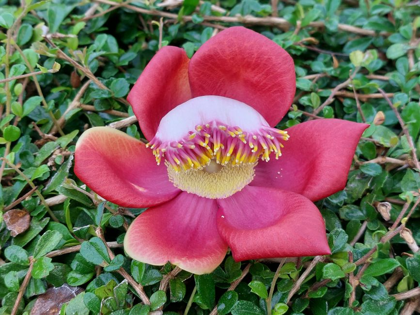 Fleur du Bouddha