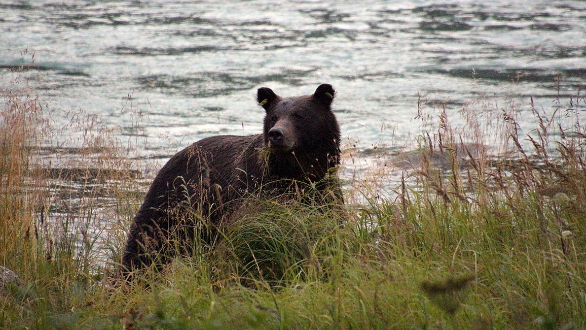 Day 26: Chilkoot River - a big bear show & photoshoot with 'Lulu'