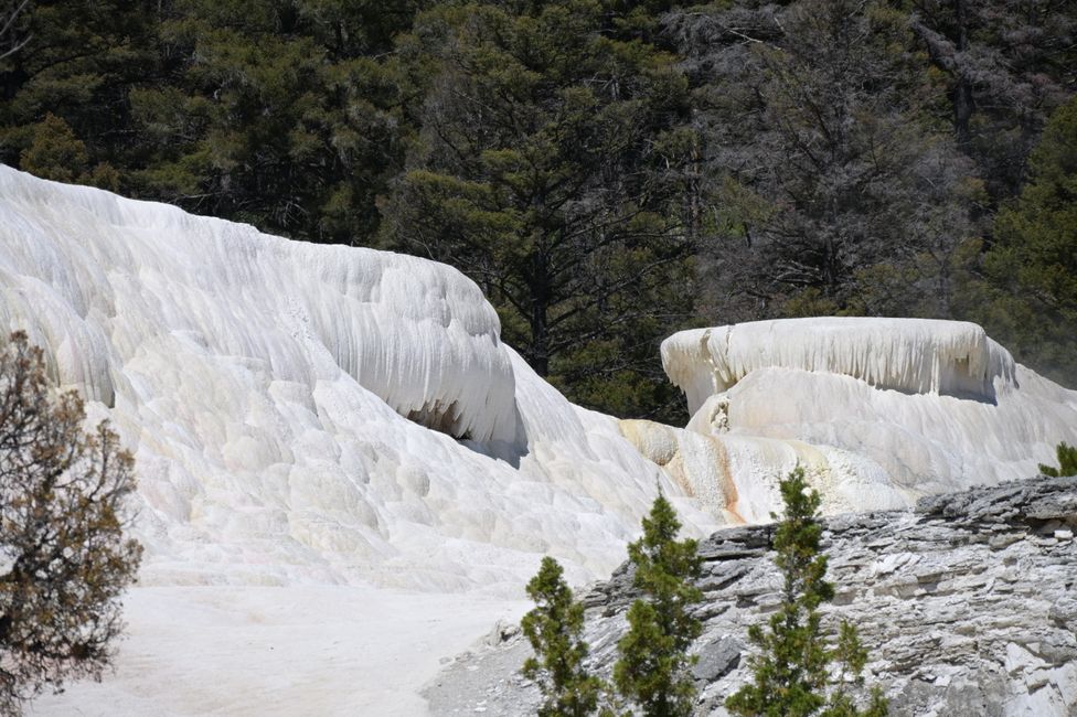 Mammoth Hot Springs - Sinterterrassen