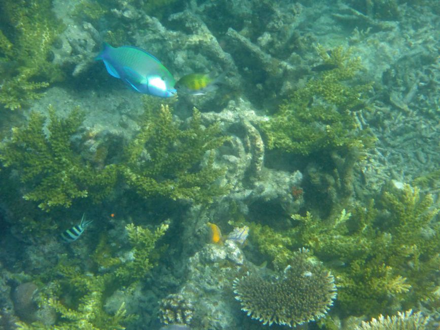 Misool, Westneuguinea, Indonesien, Insel-Ausflug