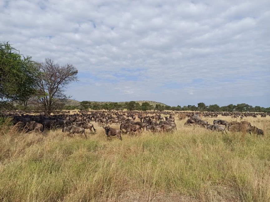 En la Serengeti - Día 3
