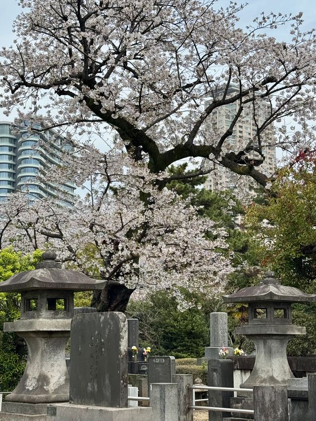 Parte 7
BENVENUTO IN GIAPPONE 🇯🇵
TOKYO