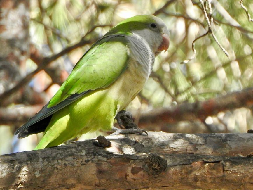 A monk parakeet. The little pests can make terrible noise.