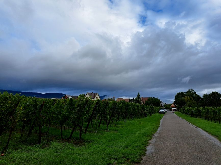 Regen im Wenberg