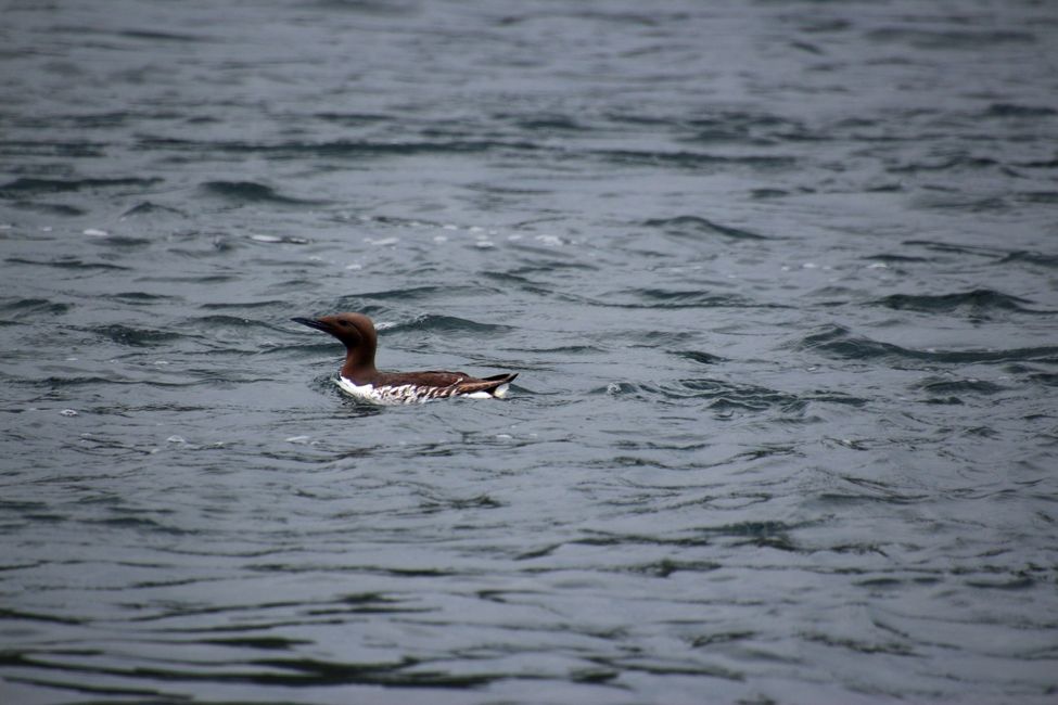 Seasmoke Whale Watching Tour