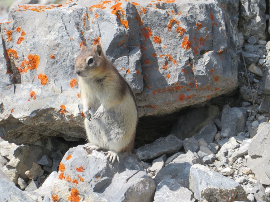 Chipmunk vor Flechten