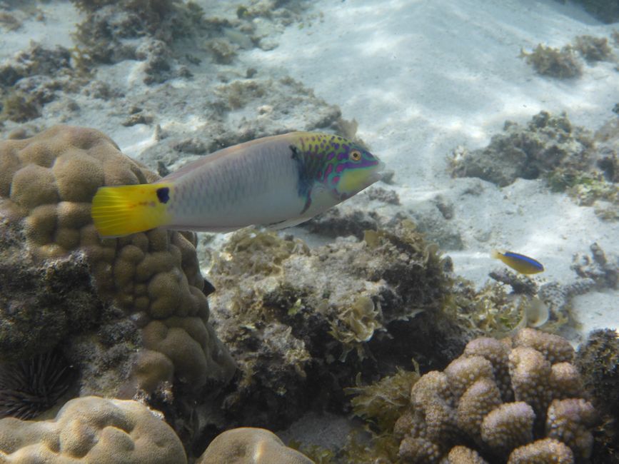 2025-04-23 Tahiti und Huahine