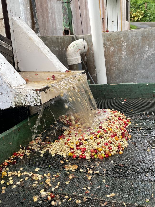 La Selva Negra - eine ökologisch geführte Kaffeefarm