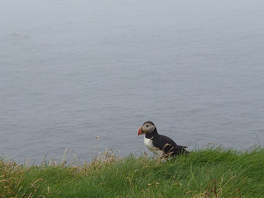 Vestmannaeyjar😎