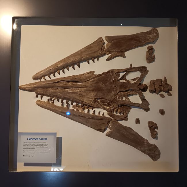 Museum of natural history I