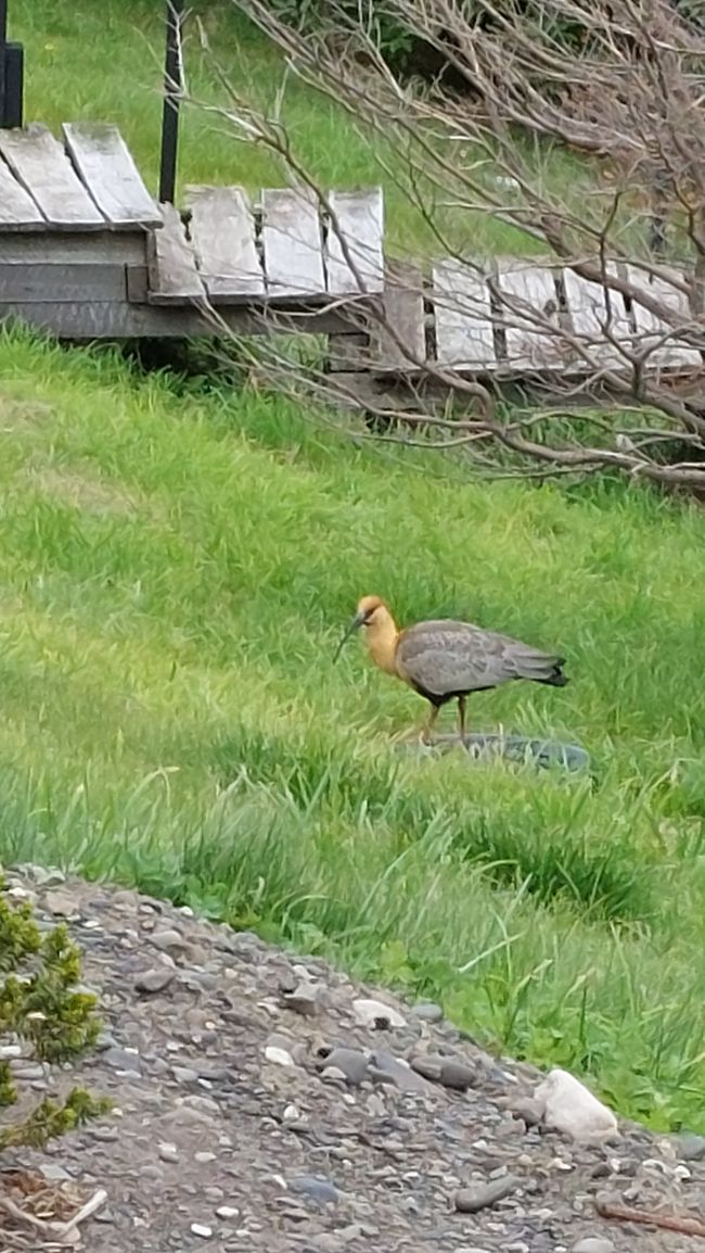 Ibis