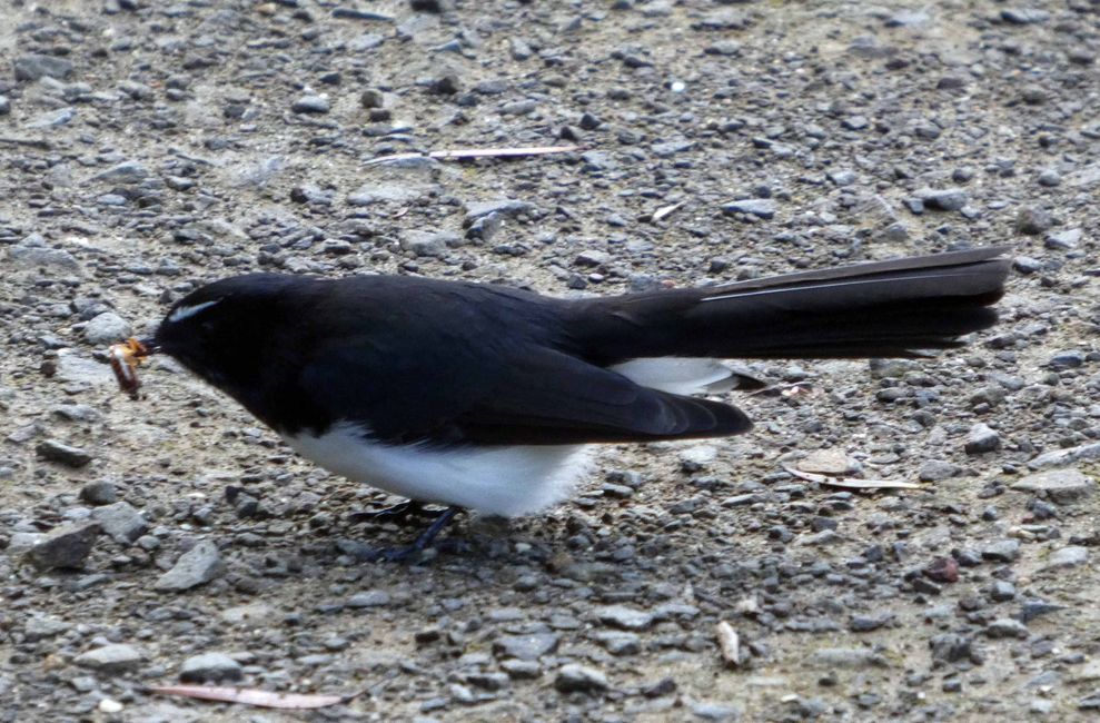 Kingscote, Kangaroo Island