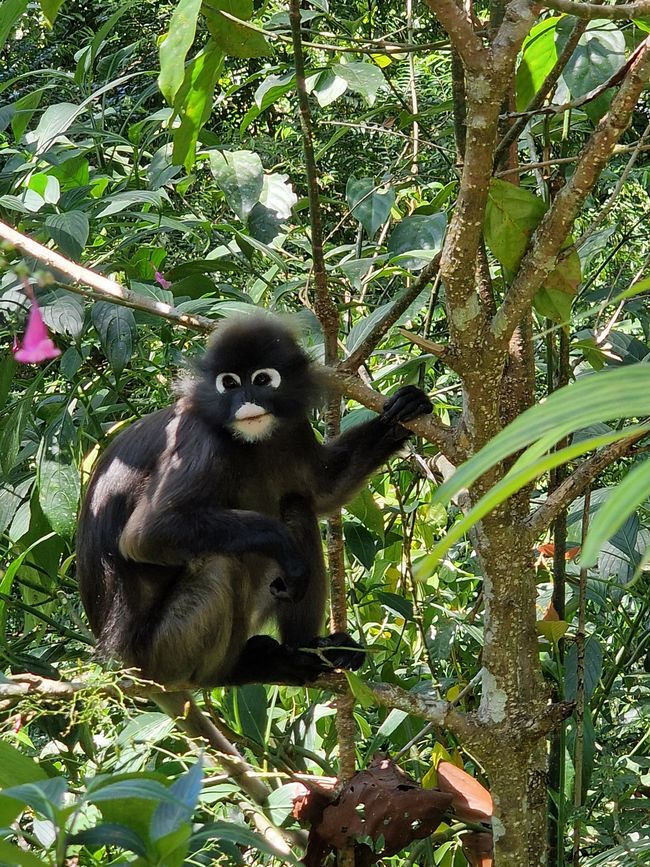 Zwischen Himmel und Erde - Georgetown/Penang