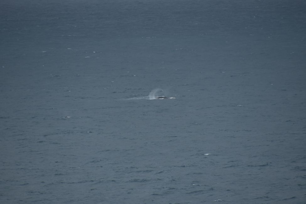 Kalbarri NP - Buckelwal (Schwanz-Schlagen) / Humpback whale (tail slapping)