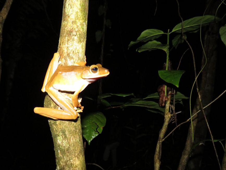 Sinharaja - l'ultima foresta pluviale dello Sri Lanka