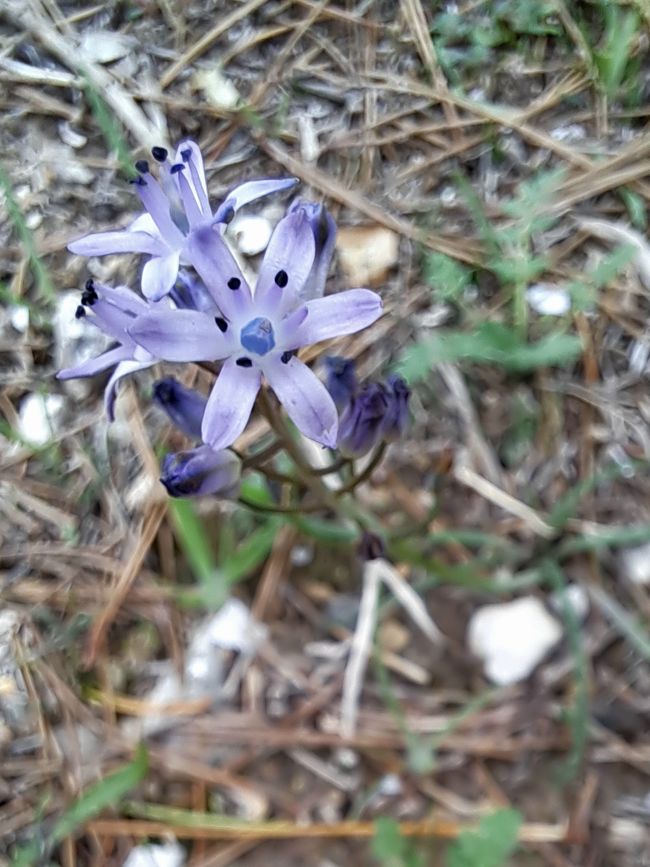 Herbst-Blaustern