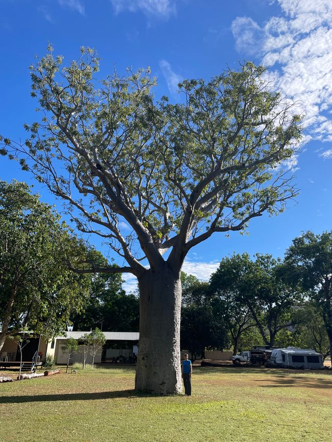 Premier boab significatif au camping