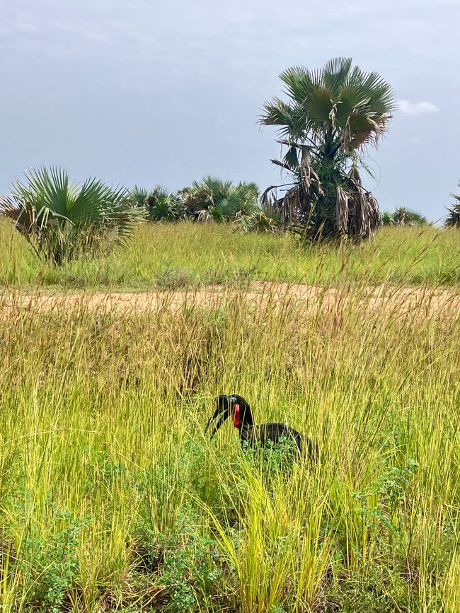 Nationalpark Murchison Falls